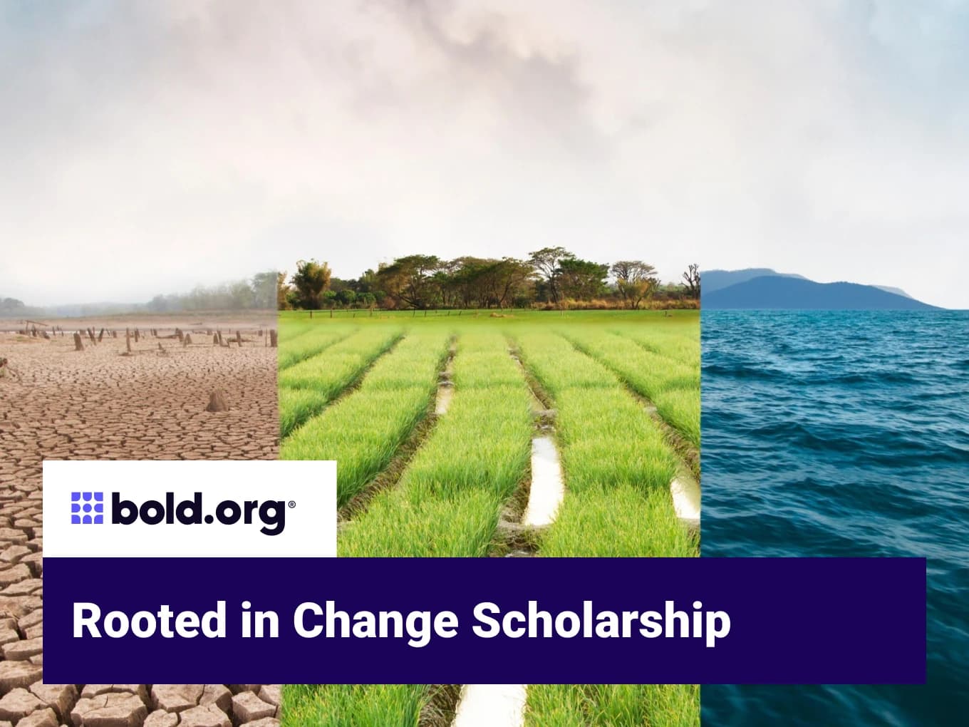 Rooted in Change Scholarship